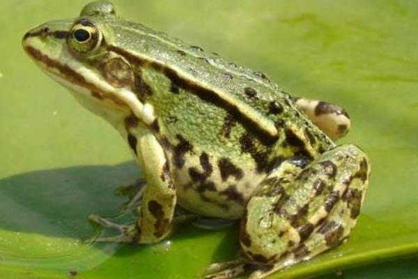 養(yǎng)青蛙要辦什么證