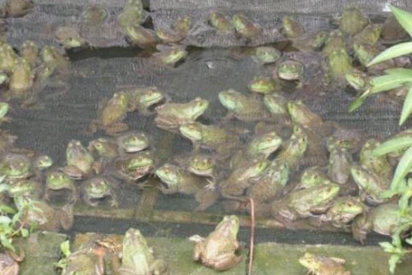 養(yǎng)青蛙要辦什么證