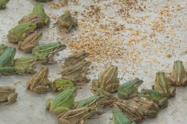 養(yǎng)青蛙要辦什么證