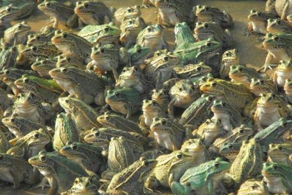 養(yǎng)青蛙喂什么