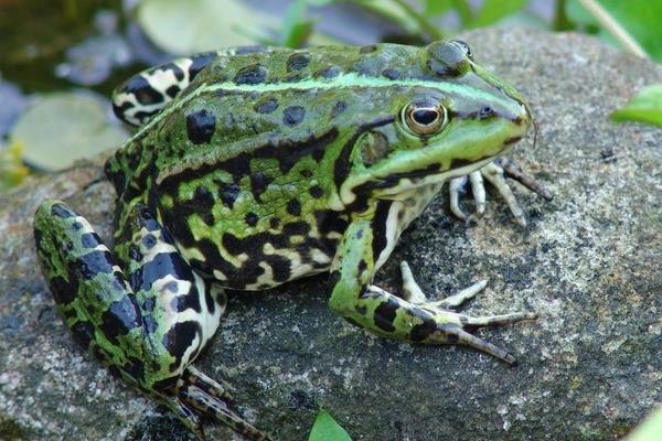 養(yǎng)青蛙喂什么