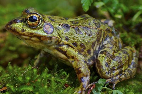 養(yǎng)青蛙喂什么
