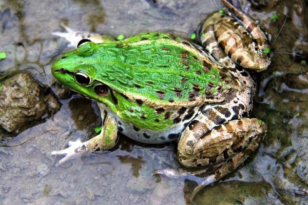 養(yǎng)青蛙喂什么