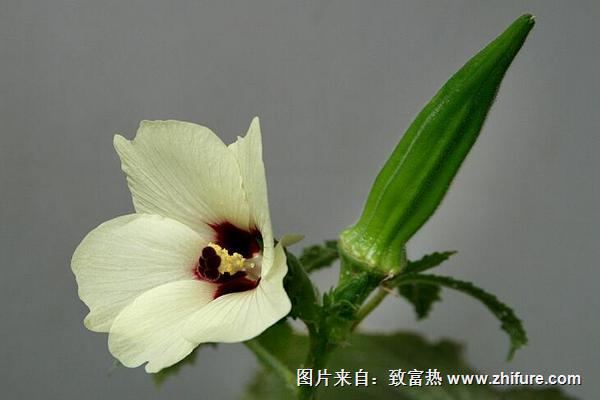 黃秋葵花的功效與作用及禁忌