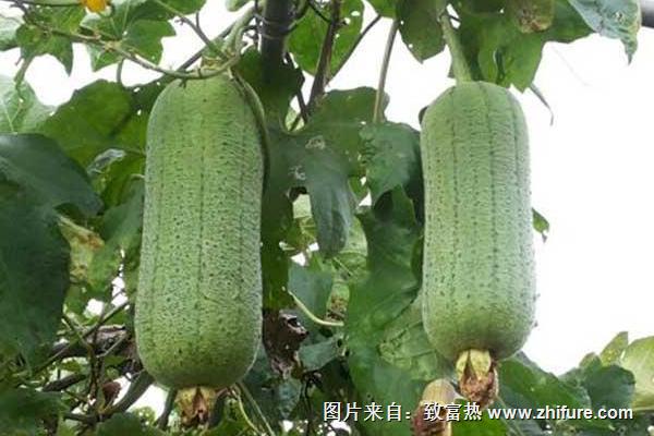 2018種絲瓜賺錢(qián)嗎？絲瓜種植的利潤(rùn)與投資成本及前景預(yù)測(cè)