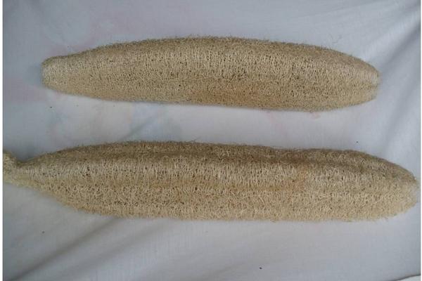 2018種絲瓜賺錢嗎？絲瓜種植的利潤與投資成本及前景預測