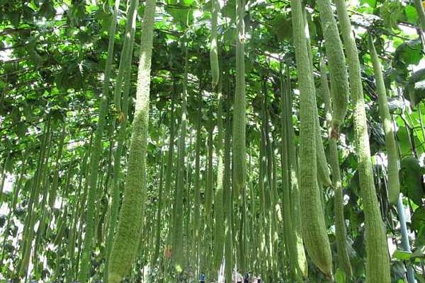 2018種絲瓜賺錢嗎？絲瓜種植的利潤與投資成本及前景預測