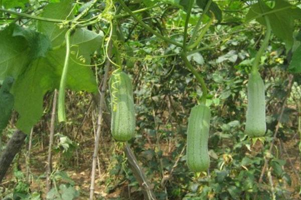 2018種絲瓜賺錢嗎？絲瓜種植的利潤與投資成本及前景預測