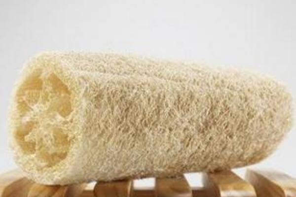 2018種絲瓜賺錢嗎？絲瓜種植的利潤與投資成本及前景預測