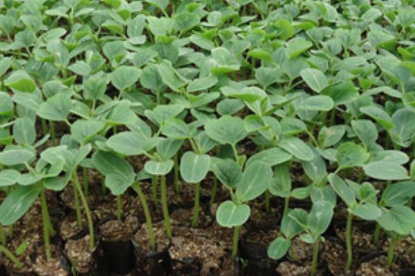 2018種絲瓜賺錢嗎？絲瓜種植的利潤與投資成本及前景預測