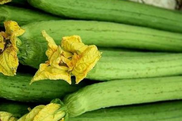 2018種絲瓜賺錢嗎？絲瓜種植的利潤與投資成本及前景預測