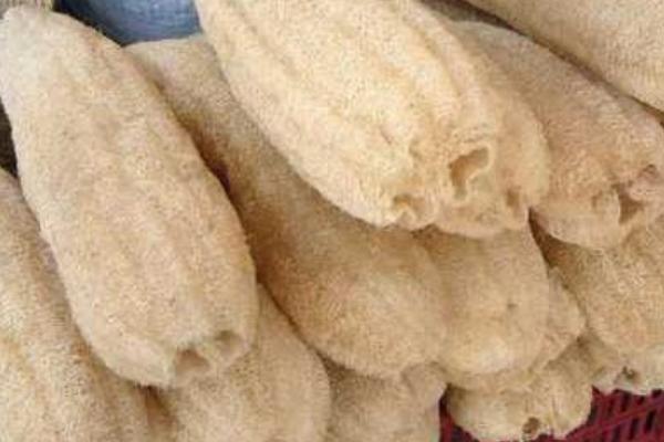 2018種絲瓜賺錢嗎？絲瓜種植的利潤與投資成本及前景預測