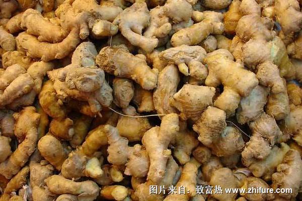 2018種生姜賺錢嗎？生姜種植的利潤與投資成本及前景預測