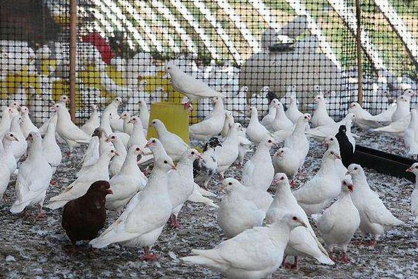 養肉鴿賺錢嗎？