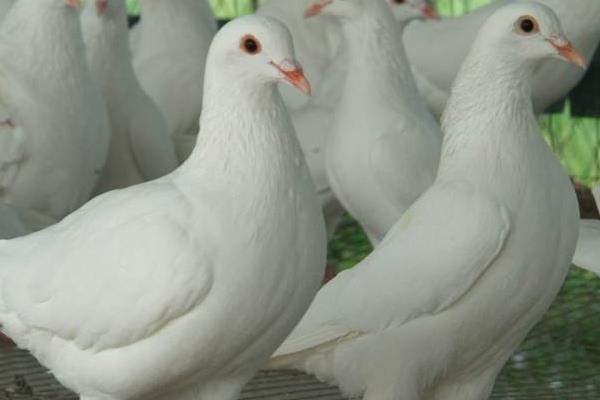 養肉鴿賺錢嗎？