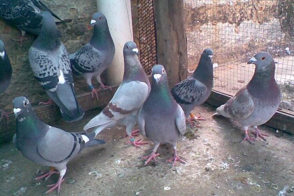 養肉鴿賺錢嗎？