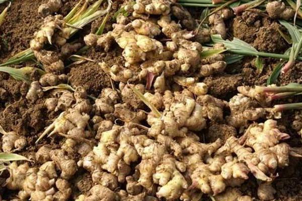 2018種生姜賺錢嗎?生姜種植的利潤與投資成本及前景預測