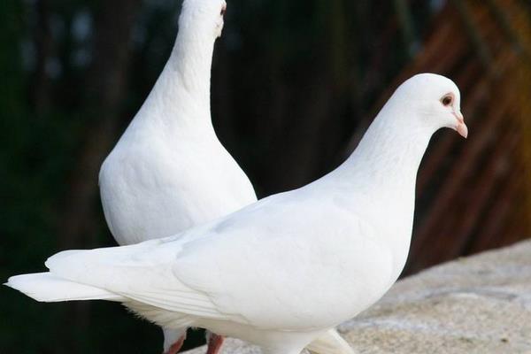 養肉鴿賺錢嗎？