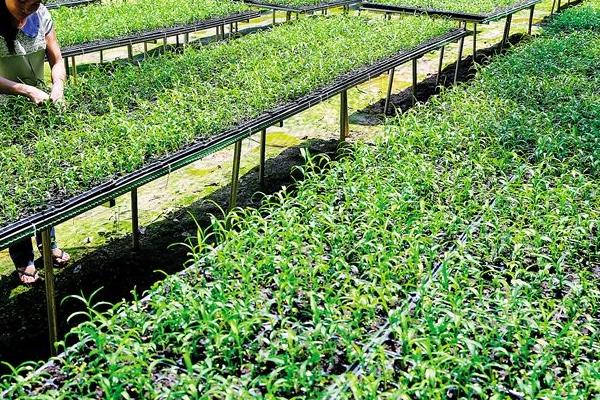 2018種生姜賺錢嗎?生姜種植的利潤與投資成本及前景預測