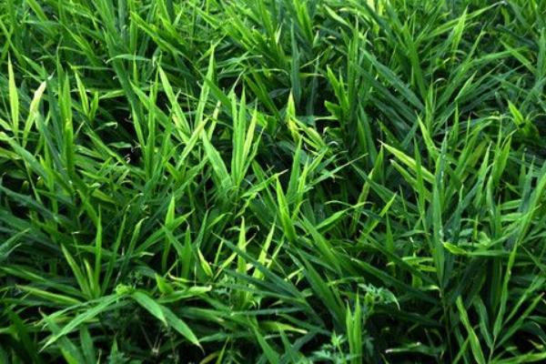 2018種生姜賺錢嗎?生姜種植的利潤與投資成本及前景預測