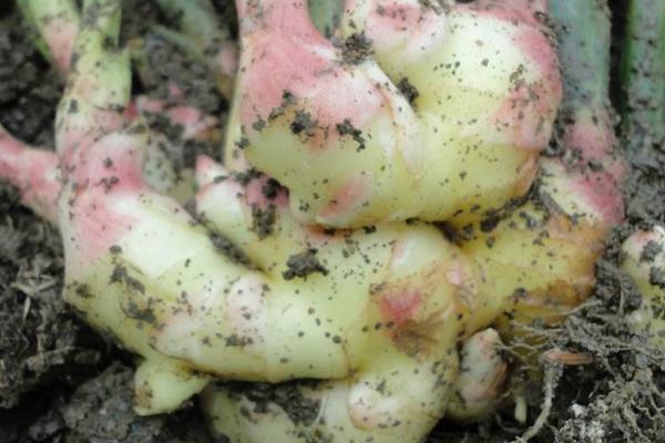 2018種生姜賺錢嗎?生姜種植的利潤與投資成本及前景預測