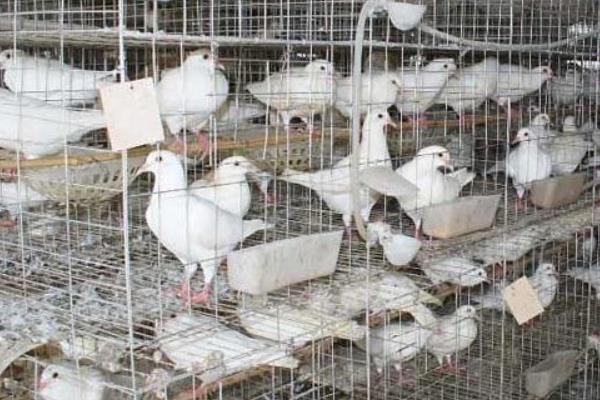 養肉鴿賺錢嗎？