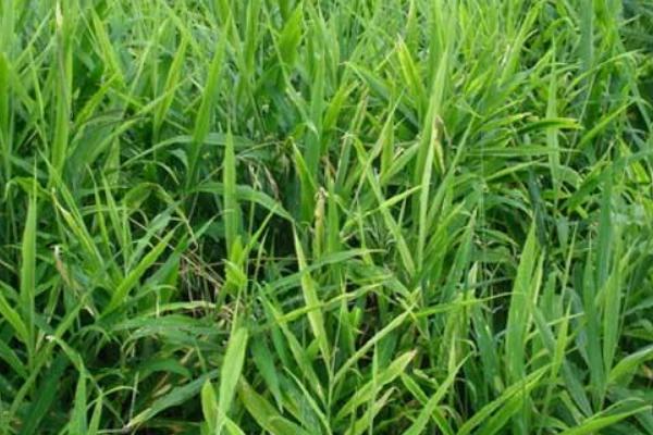 2018種生姜賺錢嗎?生姜種植的利潤與投資成本及前景預測