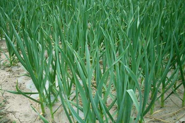 2018種蒜苗賺錢嗎？蒜苗種植的利潤與投資成本及前景預測