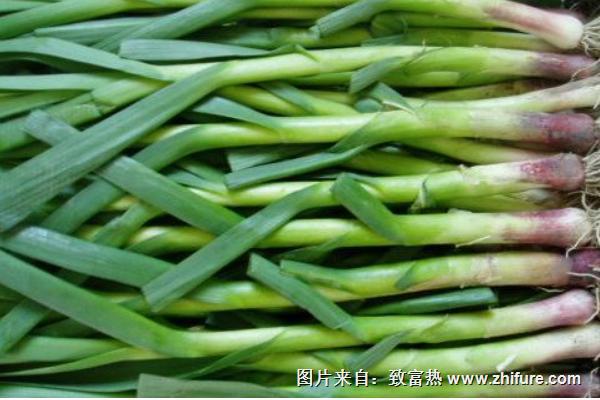 2018種蒜苗賺錢嗎?蒜苗種植的利潤與投資成本及前景預(yù)測