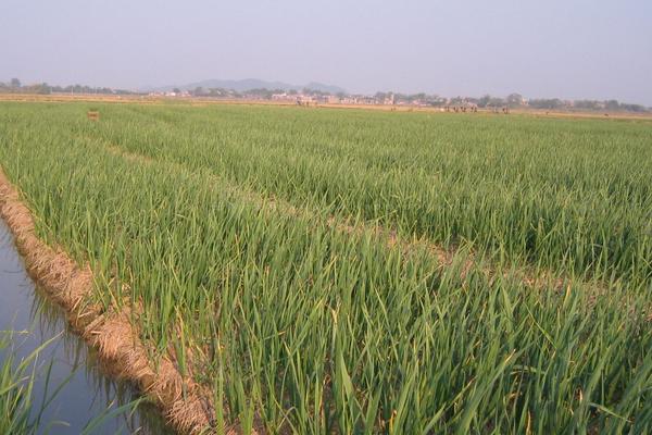 2018種蒜苗賺錢嗎？蒜苗種植的利潤與投資成本及前景預測