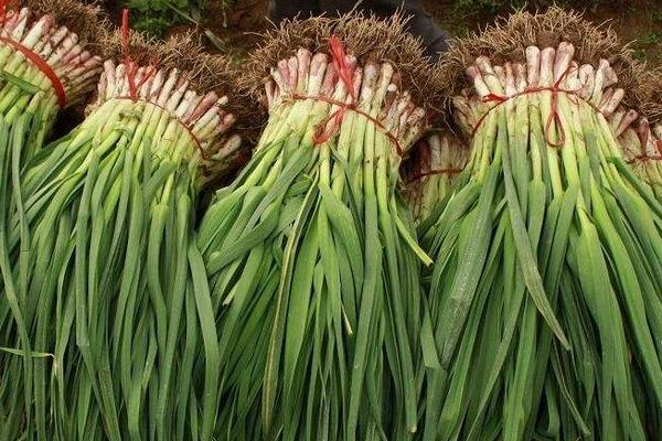 2018種蒜苗賺錢嗎？蒜苗種植的利潤與投資成本及前景預測