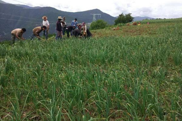 2018種蒜苗賺錢嗎？蒜苗種植的利潤與投資成本及前景預測