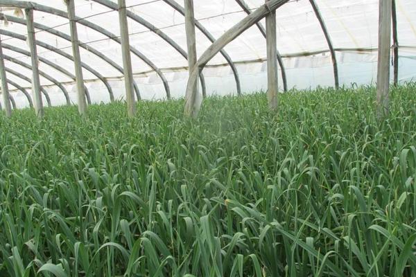 2018種蒜苗賺錢嗎？蒜苗種植的利潤與投資成本及前景預測