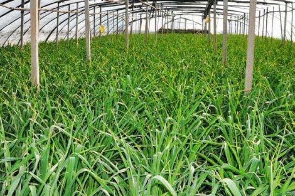 2018種蒜苗賺錢嗎？蒜苗種植的利潤與投資成本及前景預測