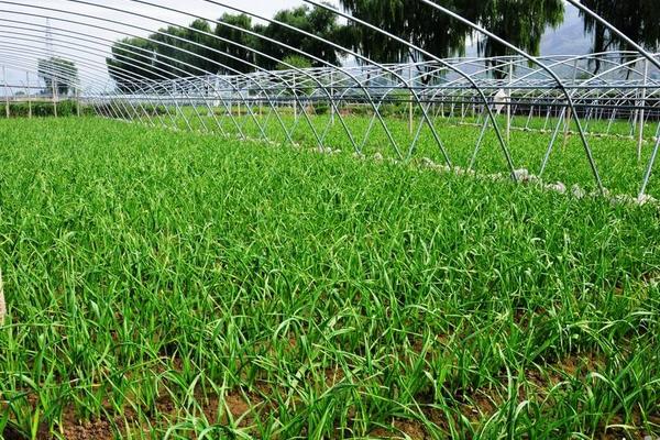 2018種蒜苗賺錢嗎？蒜苗種植的利潤與投資成本及前景預測