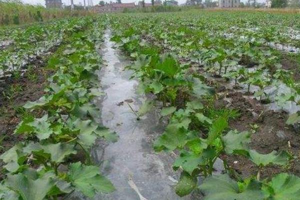 黃秋葵種植技術大全