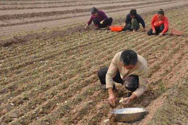 2018種蒜苗賺錢嗎？蒜苗種植的利潤與投資成本及前景預測