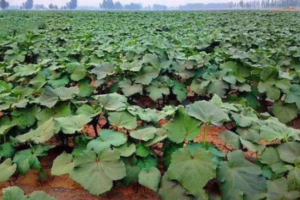 黃秋葵種植技術大全