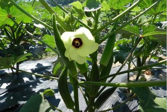 黃秋葵種植技術大全