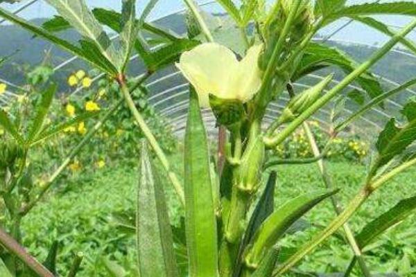 黃秋葵種植技術大全