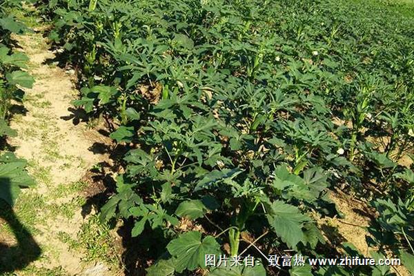 黃秋葵種植技術大全