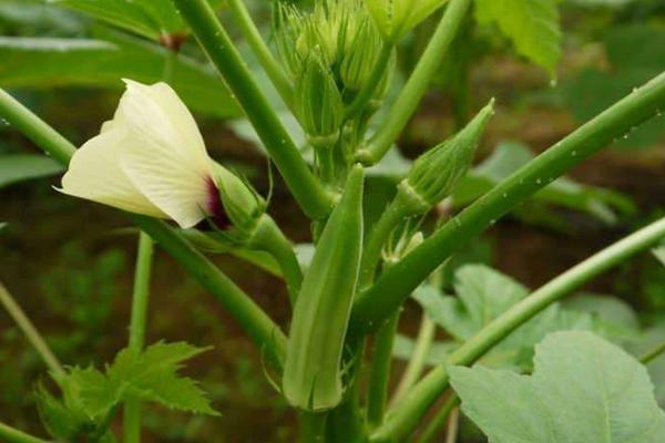 黃秋葵種子價格多少錢一斤