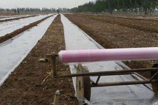 2018種蒜苗賺錢嗎？蒜苗種植的利潤與投資成本及前景預測