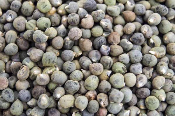 黃秋葵種子價格多少錢一斤