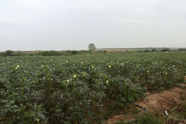 黃秋葵種子價格多少錢一斤