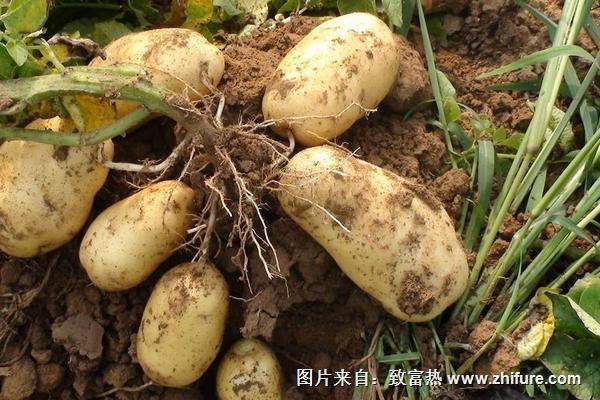 2018種土豆賺錢嗎？土豆種植的利潤與投資成本及前景預測