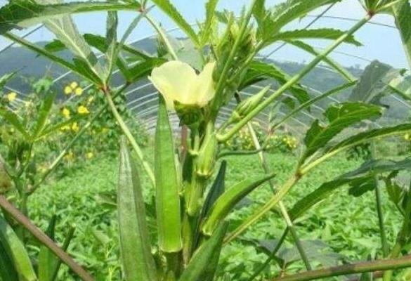 黃秋葵種子價格多少錢一斤