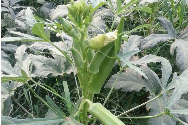 黃秋葵種子價格多少錢一斤