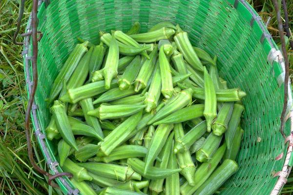 黃秋葵種子價格多少錢一斤