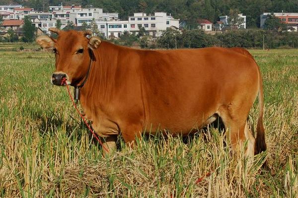 養黃牛的市場前景